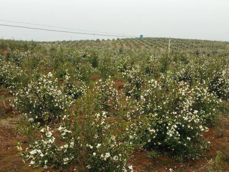 孟冬的油茶花，素裹群山娇艳