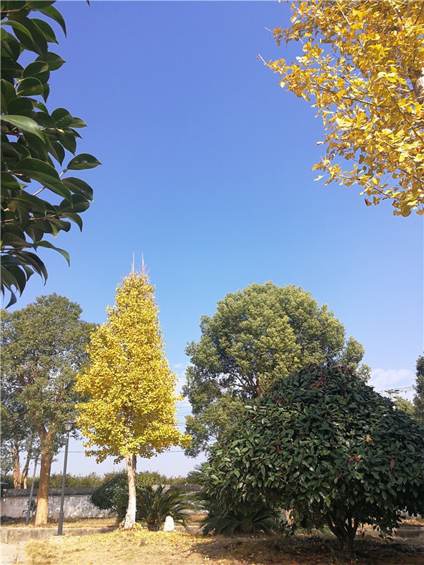 基地景观