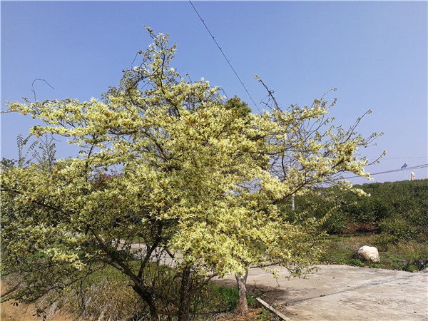 基地景观