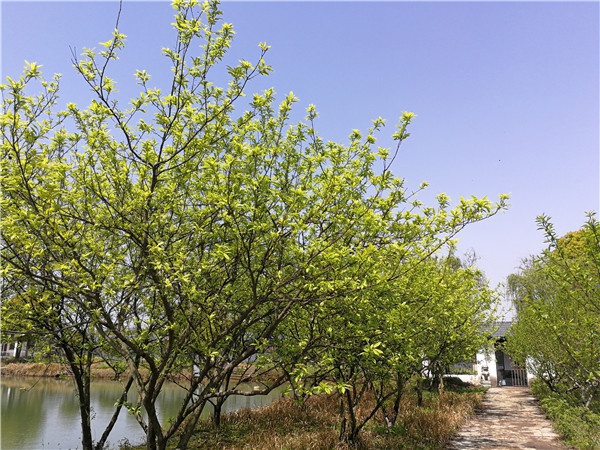 基地景观