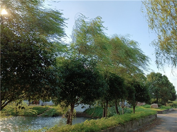 树欲静而风不止