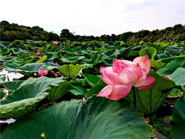基地莲花