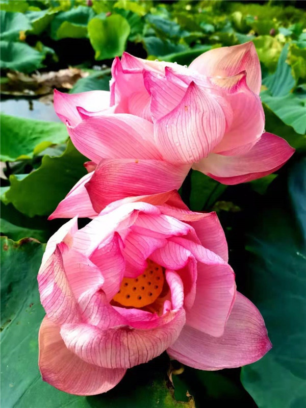 基地莲花