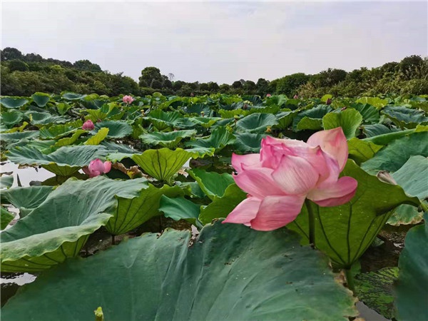 基地莲花