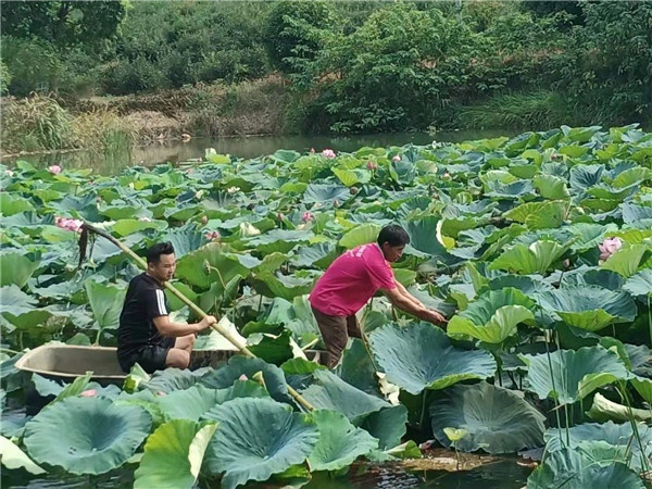 基地莲花